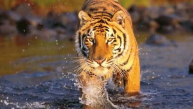 Photo of वन मंत्री डॉ. शाह ने दी अंतर्राष्ट्रीय बाघ दिवस की शुभकामनाएँ