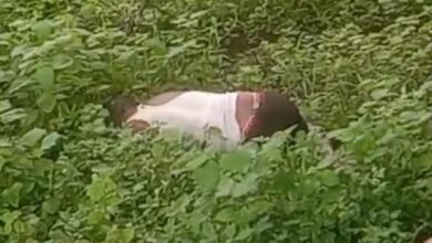 Photo of घास के बीच औंधे मुंह मिला अधेड़ युवक का शव