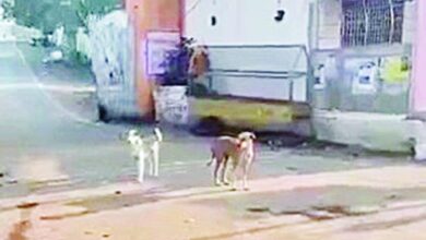 Photo of पागल कुत्तों और उनके काटने से दहशत में जी रहे बरेला क्षेत्र के ग्रामीण