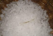 Photo of ओलावृष्टि और बारिश ने किसानों की मेहनत पर फेरा पानी