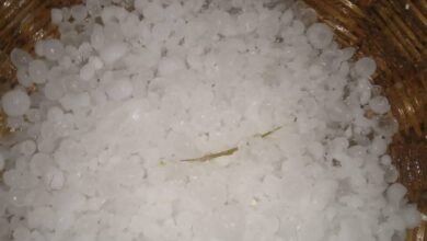 Photo of ओलावृष्टि और बारिश ने किसानों की मेहनत पर फेरा पानी