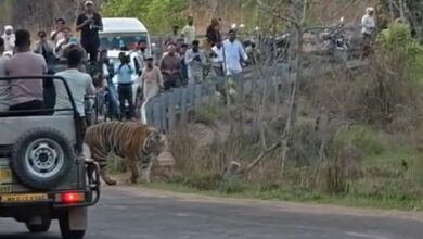 Photo of बांधवगढ़ टाइगर रिजर्व में जानलेवा लापरवाही…सड़क पर बाघ देख उतरे लोग…